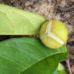 Duguetia riparia Fruit