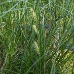 Carex rostrata Flor