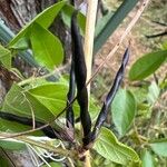 Vicia segetalis फल