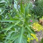 Eupatorium altissimum Leaf