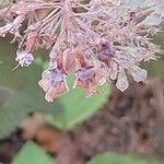 Plectranthus fruticosus Fruit