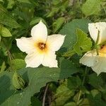 Momordica dioica Λουλούδι