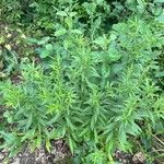 Solidago altissima Blad