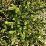 Lycopodium clavatum Blad