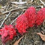 Sarcodes sanguinea Çiçek