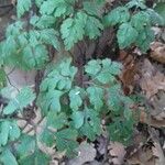 Geranium robertianum Blad