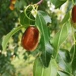 Ziziphus jujuba Frucht