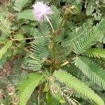 Mimosa pudica Flor