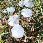 Convolvulus trabutianus Flower