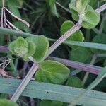 Barleria robertsoniae Leaf