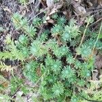 Petrosedum forsterianum Blad