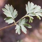 Corydalis flavula Leaf