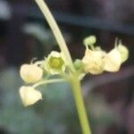 Cyclanthera pedata 花