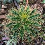 Ptilostemon hispanicus Leaf