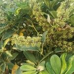 Schefflera arboricola പുഷ്പം