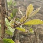 Terminalia prunioides Leaf