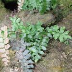 Adiantum vogelii 葉