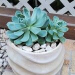 Echeveria elegansLeaf