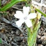 Glandularia platensis Flor