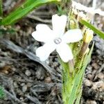 Verbena platensis Цвят