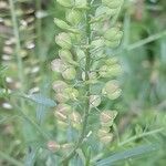 Lepidium virginicum Fruit