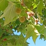 Platanus orientalis Плід