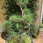 Pinus sylvestrisLeaf