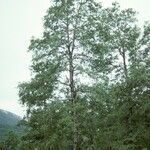 Nothofagus obliqua Συνήθη χαρακτηριστικά