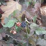 Rubus ulmifolius 果實