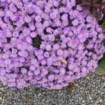 Symphyotrichum dumosum Flower