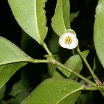 Peltostigma guatemalense 果實