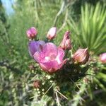 Cylindropuntia kleiniae 形態