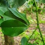 Zanthoxylum asiaticum Beste bat