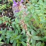 Scutellaria alpina Habit