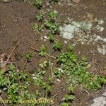 Galium minutulum Hábitos