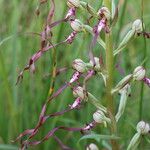 Himantoglossum adriaticum Flower