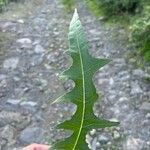 Sonchus congestus Frunză