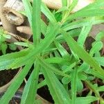 Angelonia biflora Leaf