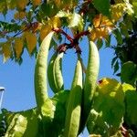 Campsis radicans Φρούτο