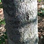 Garcinia livingstonei Bark