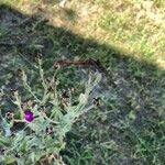 Silene coronaria Fruit