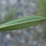 Pilosella piloselloides Leaf