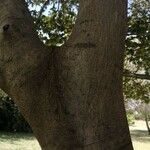 Celtis africana Bark