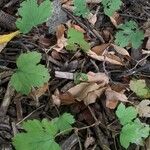 Viburnum acerifolium Blatt