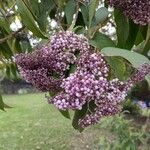 Callicarpa formosana Квітка