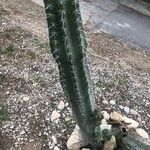 Pachycereus pecten-aboriginum Hoja