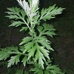 Artemisia indica