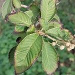 Clethra delavayi Leaf