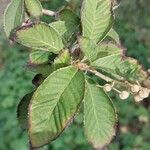 Clethra delavayi Fuelha