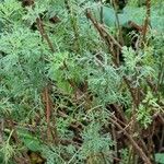 Artemisia abrotanum পাতা